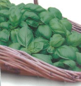 BASIL SWEET HOME GARDEN
